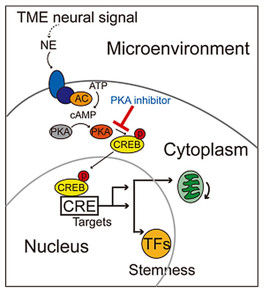 Neural Signals & Cancer Stemness